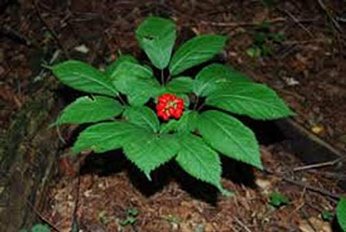 GENERIC American Ginseng Seeds, 50 seeds